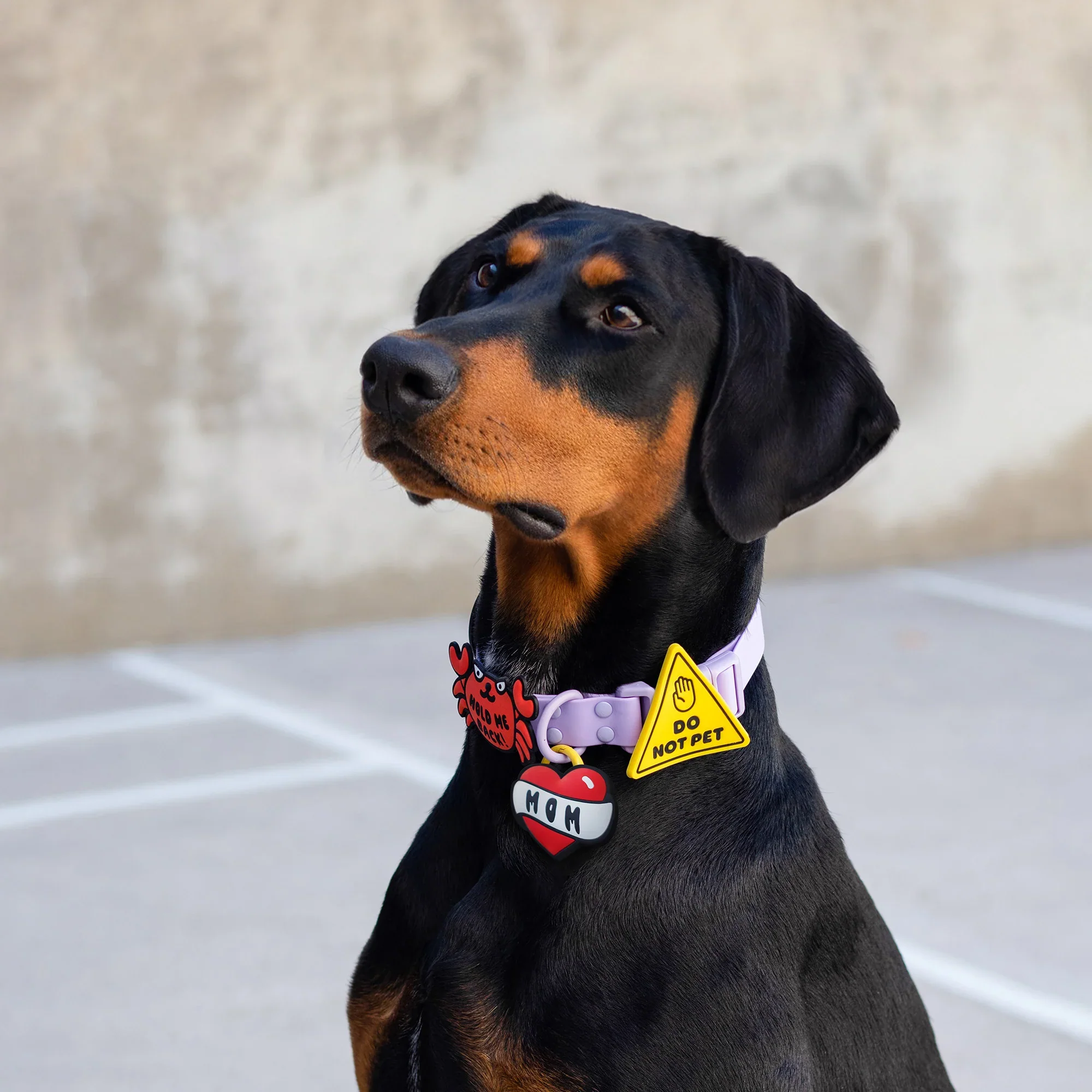 Insignias para Collar Arnés Jiby DO NOT PET - Imagen 2